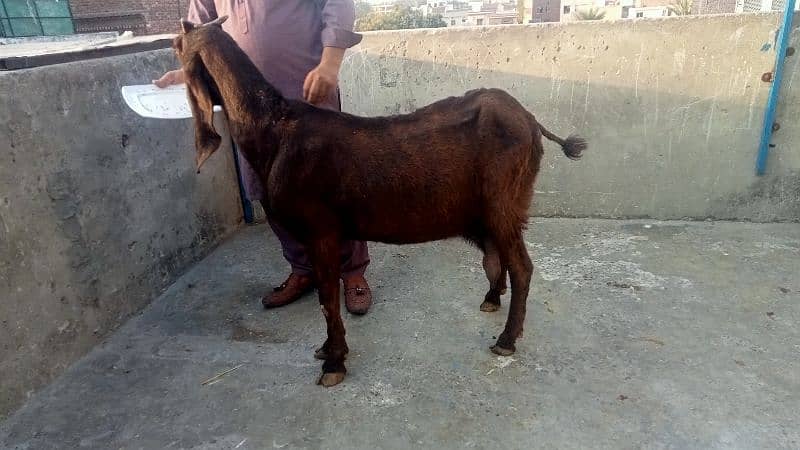 Goat for sale 11