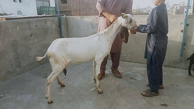 Goat for sale 15