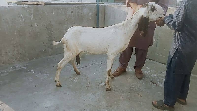 Goat for sale 16