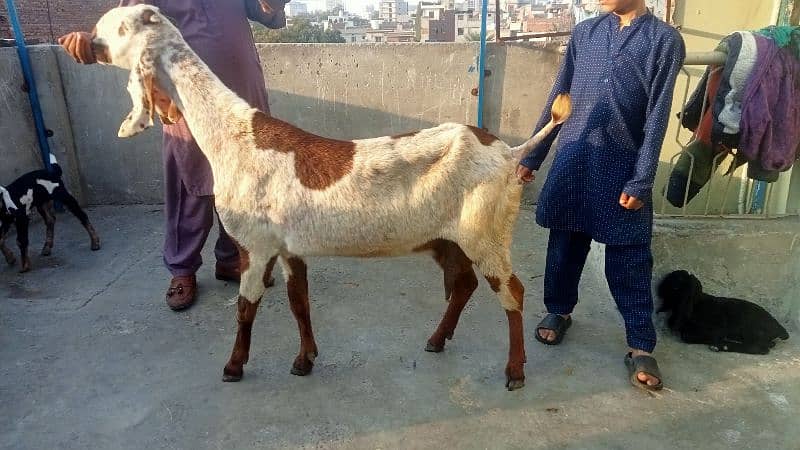 Goat for sale 17