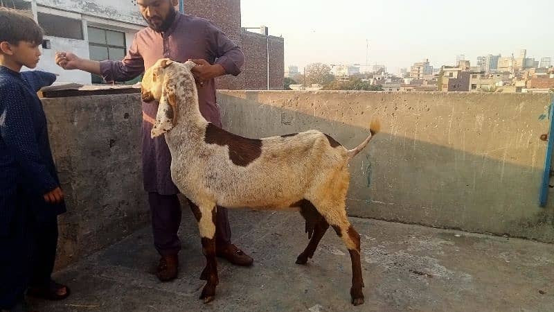 Goat for sale 18