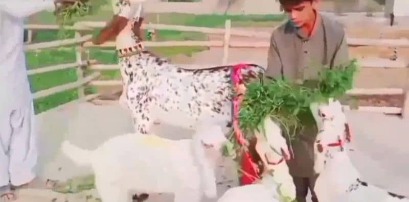 desi bakri 3 bacchon ke sath for sale call me 03126068910 1