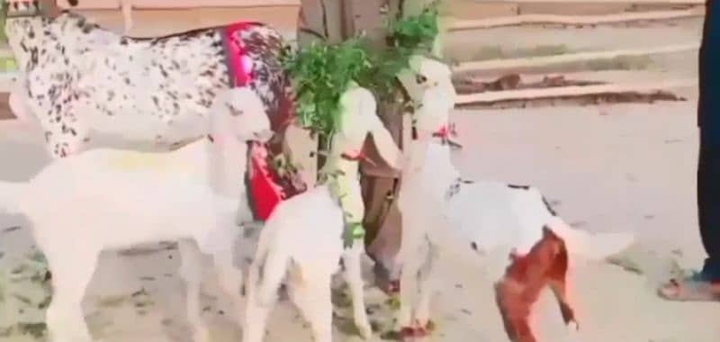 desi bakri 3 bacchon ke sath for sale call me 03126068910 2