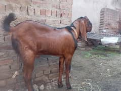 13 month nagra breeder abhi kheera ha height32/33 healthy