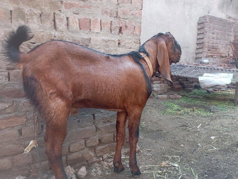 13 month nagra breeder abhi kheera ha height32/33 healthy 0