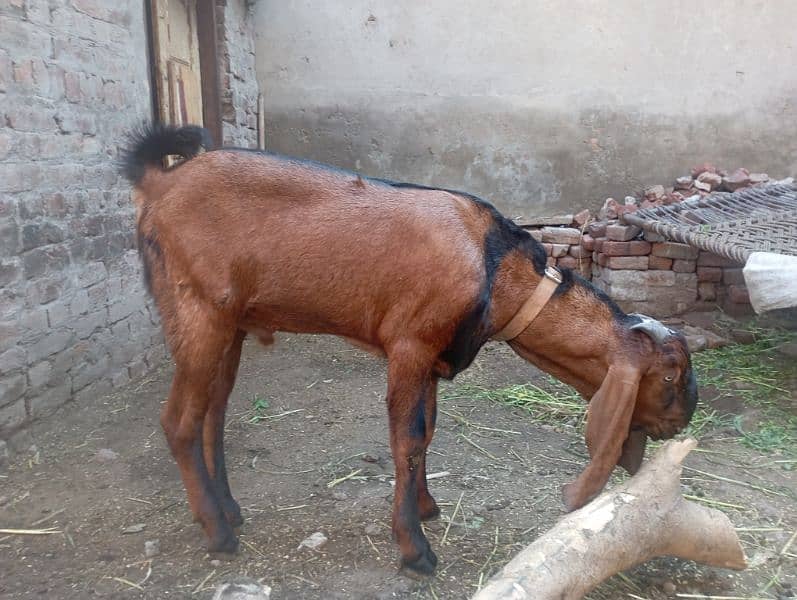 13 month nagra breeder abhi kheera ha height32/33 healthy 3