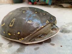 Urgent Sell Green Tortoise