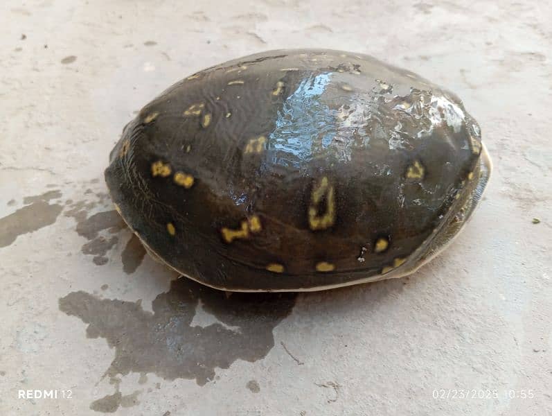 Urgent Sell Green Tortoise 1