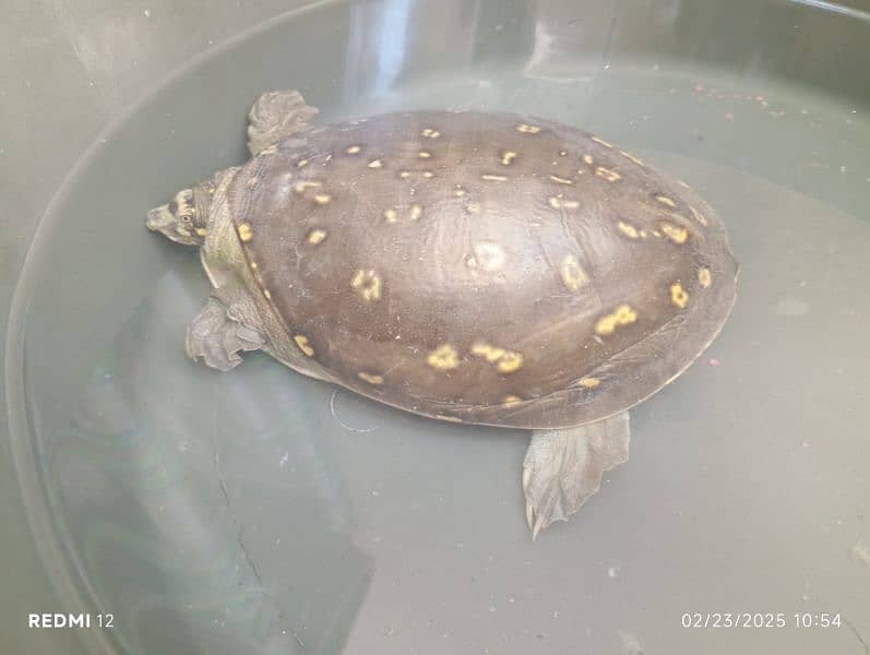 Urgent Sell Green Tortoise 2