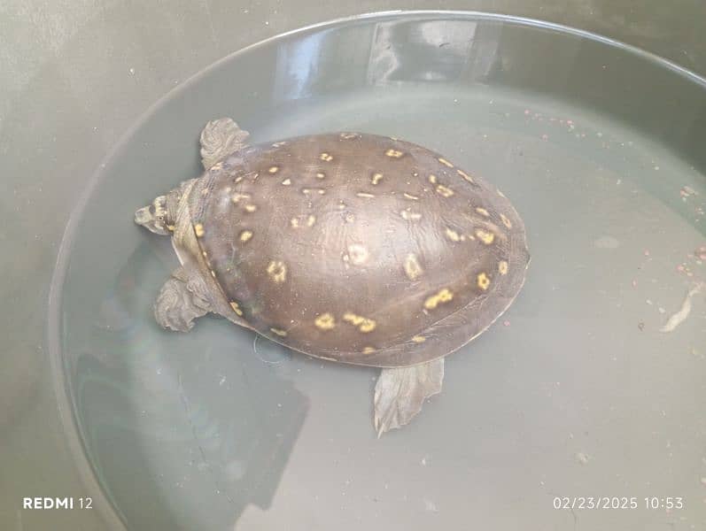 Urgent Sell Green Tortoise 3