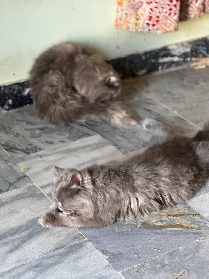 Pair of Beautiful Persian Grey Cats for Sale – Healthy & Playful | 3