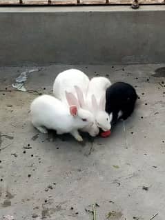 Rabbits for sale