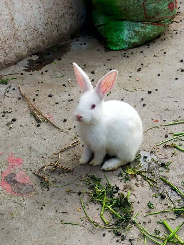 Rabbits for sale 1