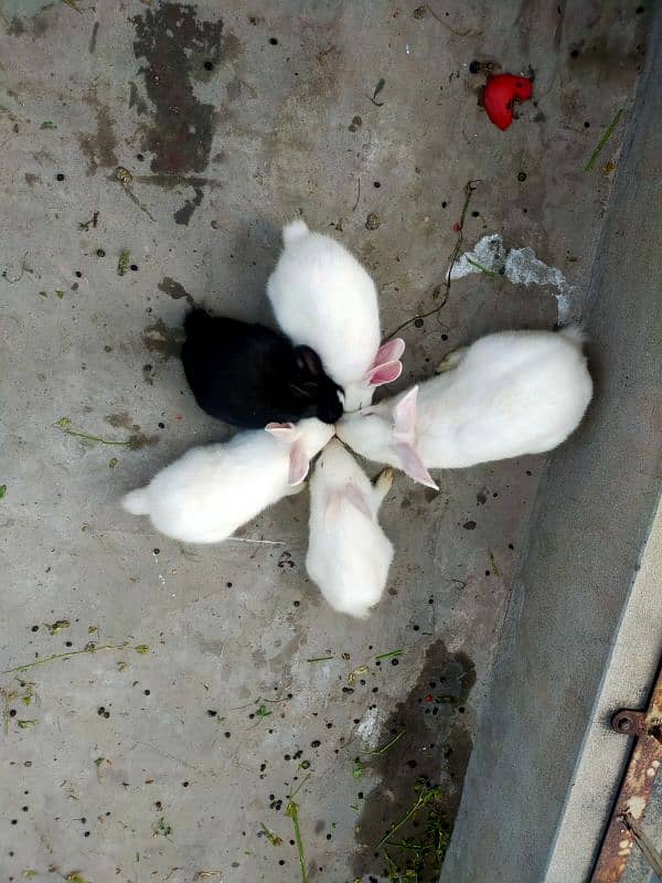 Rabbits for sale 2