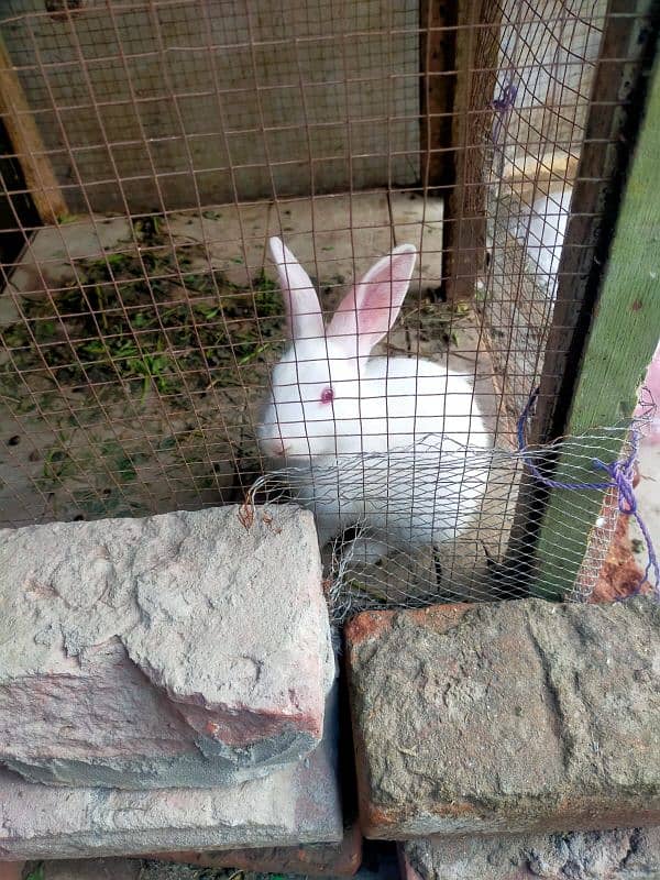 Rabbits for sale 3