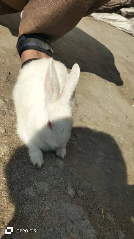 Rabbit White Color with Red eyes 0