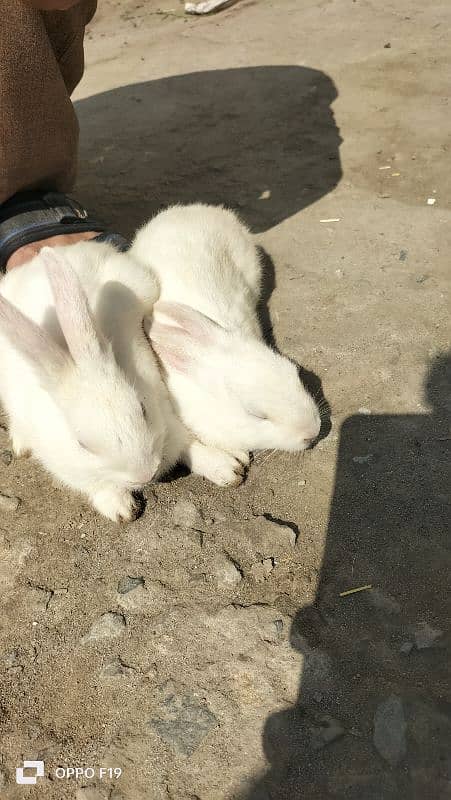 Rabbit White Color with Red eyes 1