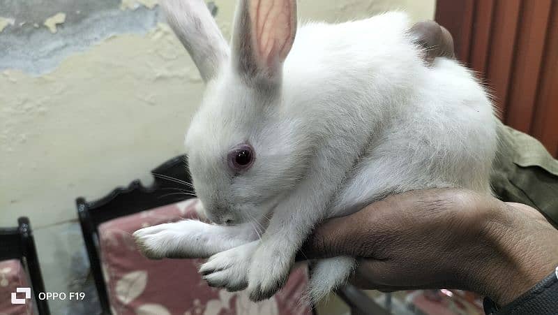 Rabbit White Color with Red eyes 2