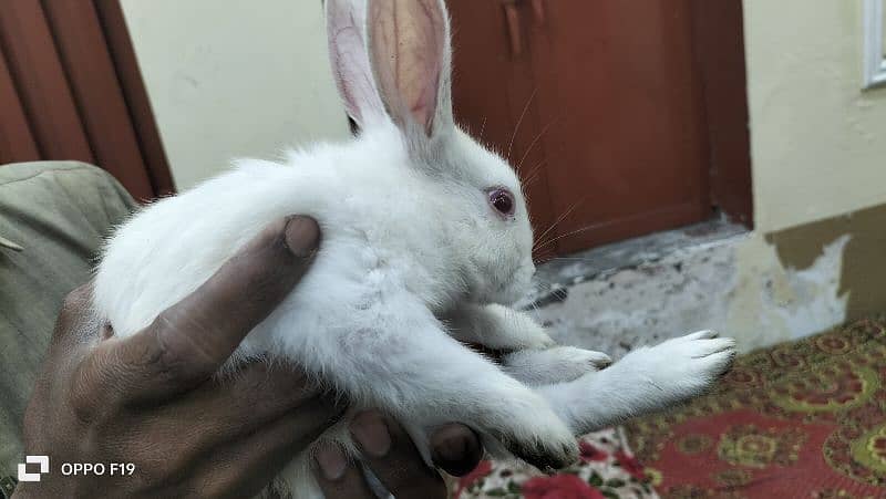 Rabbit White Color with Red eyes 3