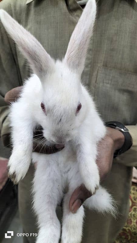 Rabbit White Color with Red eyes 4