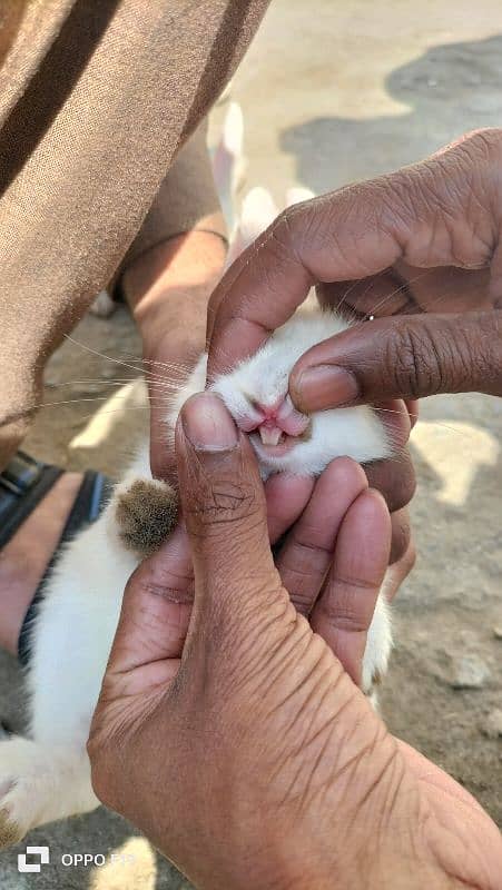 Rabbit White Color with Red eyes 5