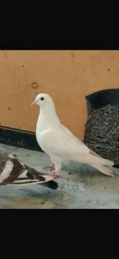 white female for sale 03199187097