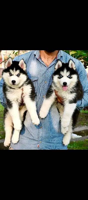 husky puppies 03111526792 1