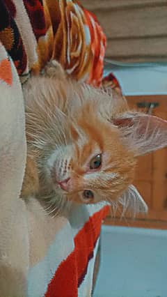 Persian Orange Cat