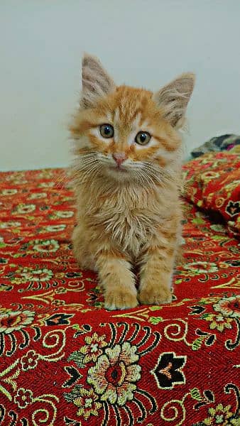 Persian Orange Cat 2