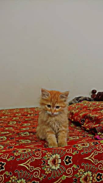 Persian Orange Cat 3