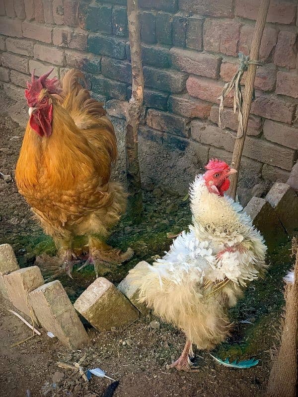 Golden and White Buff eggs fancy hen eggs 2