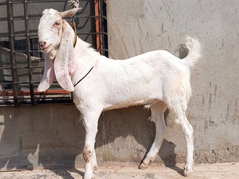 gulabi bakra 2