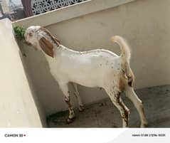 Bakra or Bakri Pair 220000