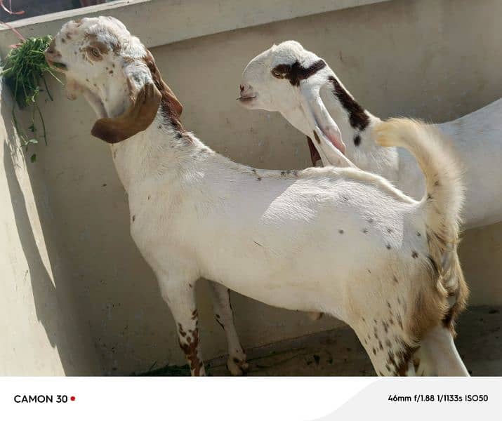 Bakra or Bakri Pair 220000 1