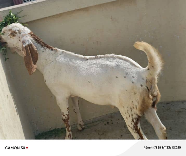 Bakra or Bakri Pair 220000 2