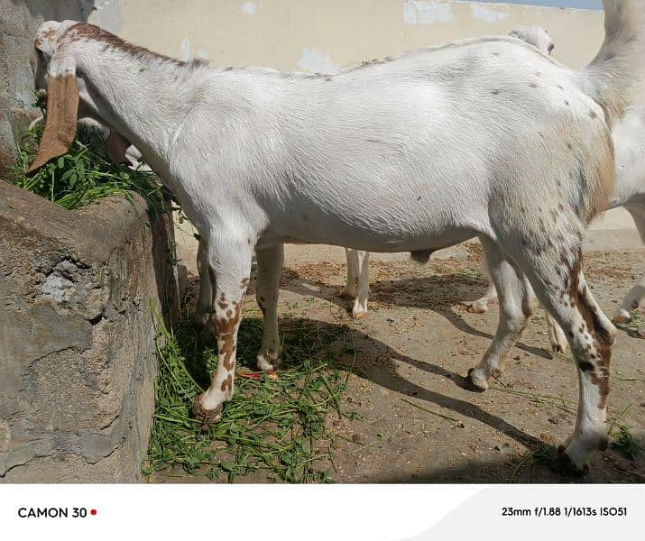 Bakra or Bakri Pair 220000 4