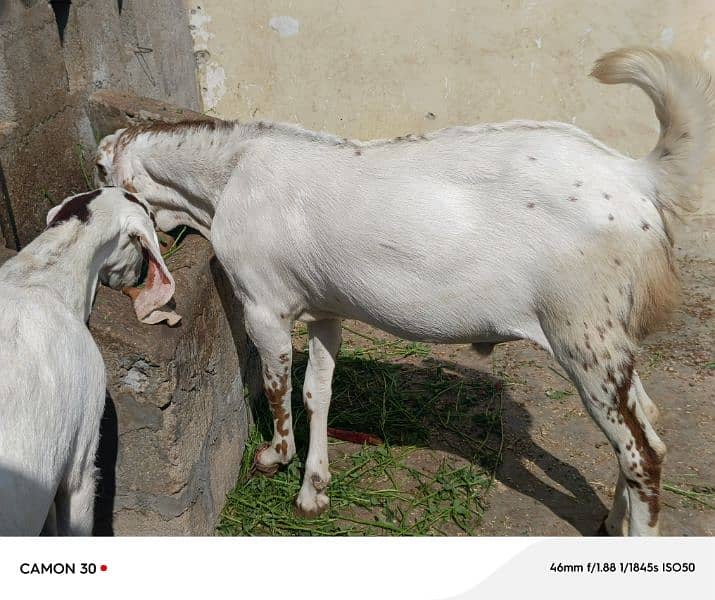 Bakra or Bakri Pair 220000 5