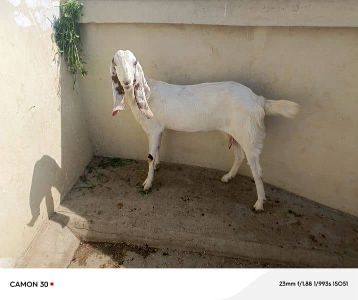 Bakra or Bakri Pair 220000 7