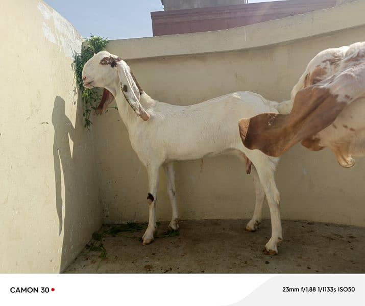 Bakra or Bakri Pair 220000 8