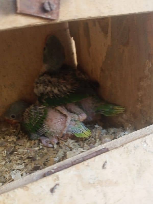 RAW ALEXANDER PARROT 2 CHICKS FOR SALE. 2