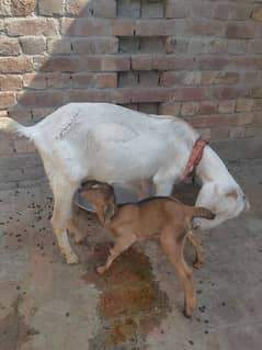 Teda Bakri with female kid