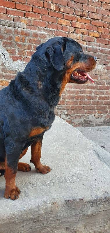 rottweiler female 0