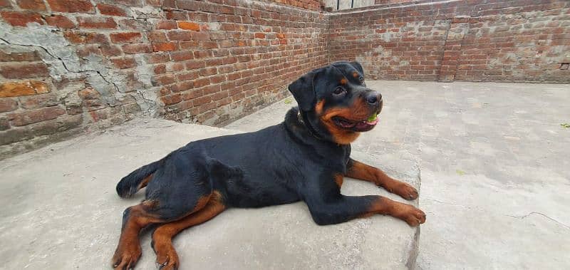 rottweiler female 1