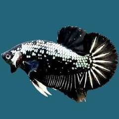 hyfin oscar , samorai betta , puffer , bumble bee gobie , red gourami