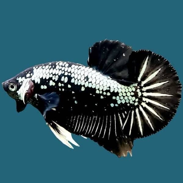 hyfin oscar , samorai betta , puffer , bumble bee gobie , red gourami 0