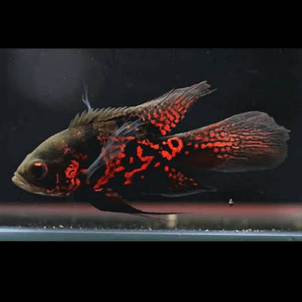 hyfin oscar , samorai betta , puffer , bumble bee gobie , red gourami 1