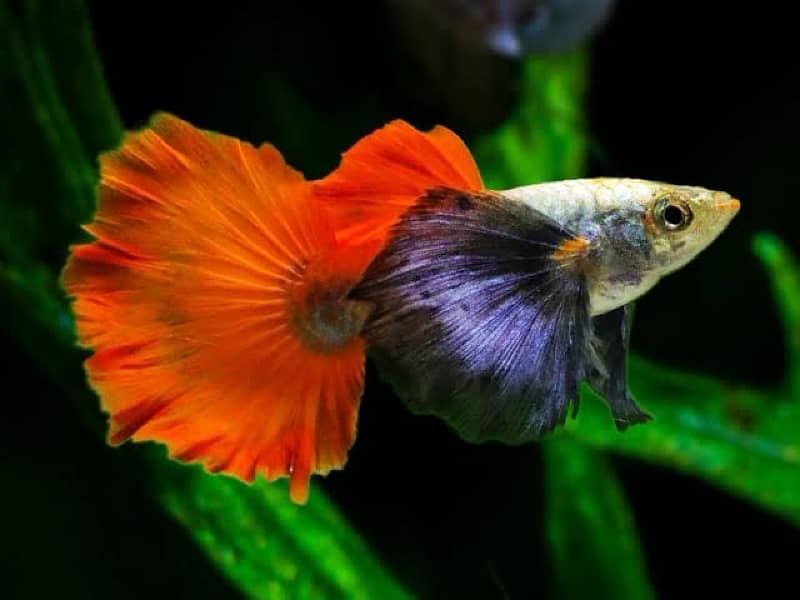 hyfin oscar , samorai betta , puffer , bumble bee gobie , red gourami 3