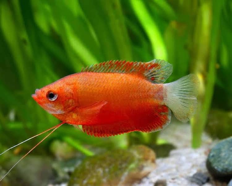 hyfin oscar , samorai betta , puffer , bumble bee gobie , red gourami 4