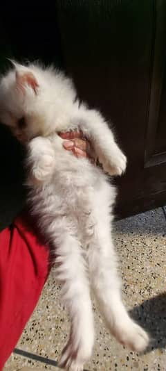 Persian triple coated white kitten