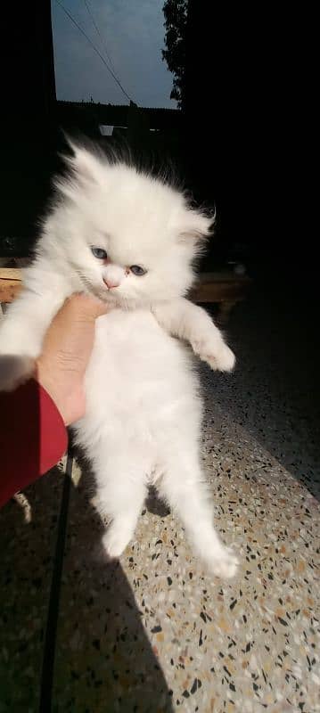 Persian triple coated white kitten 1